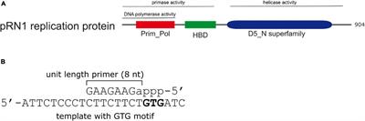 Stringent Primer Termination by an Archaeo-Eukaryotic DNA Primase